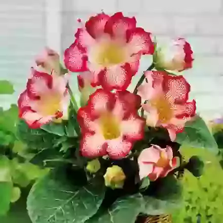 Tigrina Red